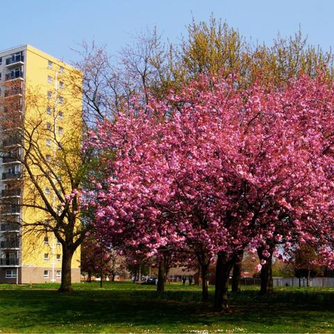 An image of a tree in blossom
